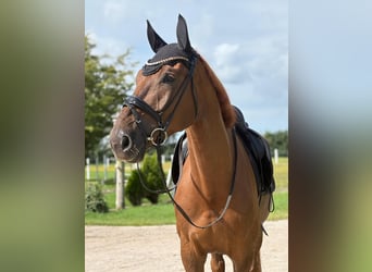 Holsteiner, Hongre, 5 Ans, 175 cm, Alezan