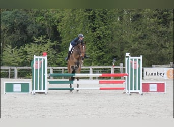 Holsteiner, Hongre, 5 Ans, 175 cm, Bai