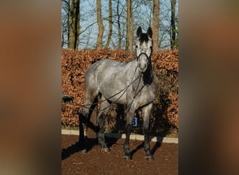 Holsteiner, Hongre, 5 Ans, 175 cm, Gris pommelé