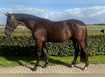 Holsteiner, Hongre, 5 Ans, Bai brun foncé