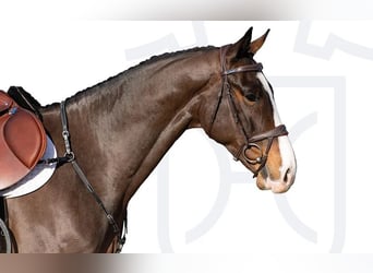 Holsteiner, Hongre, 5 Ans, Bai