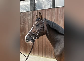 Holsteiner, Hongre, 6 Ans, 162 cm, Bai