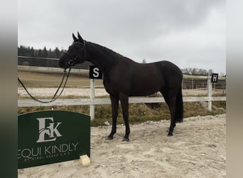 Holsteiner, Hongre, 6 Ans, 163 cm, Noir