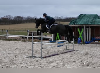 Holsteiner, Hongre, 6 Ans, 163 cm, Noir