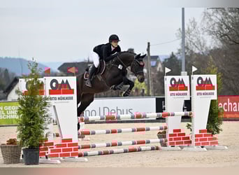 Holsteiner, Hongre, 6 Ans, 164 cm, Noir