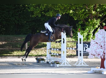 Holsteiner, Hongre, 6 Ans, 165 cm, Bai