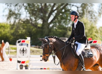 Holsteiner, Hongre, 6 Ans, 165 cm, Bai