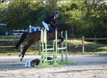 Holsteiner, Hongre, 6 Ans, 165 cm, Bai