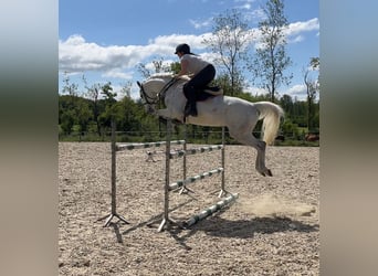 Holsteiner, Hongre, 6 Ans, 165 cm, Gris