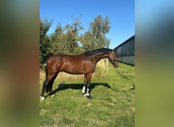 Holsteiner, Hongre, 6 Ans, 166 cm, Bai