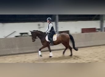 Holsteiner, Hongre, 6 Ans, 167 cm, Bai