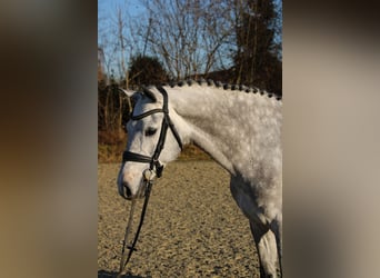 Holsteiner, Hongre, 6 Ans, 167 cm