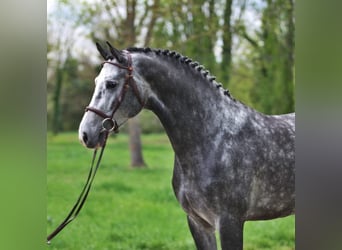Holsteiner, Hongre, 6 Ans, 167 cm, Gris