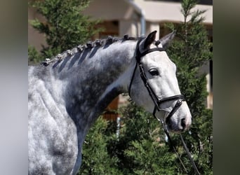 Holsteiner, Hongre, 6 Ans, 167 cm, Gris