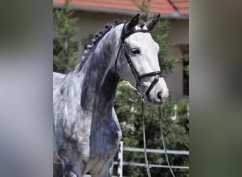 Holsteiner, Hongre, 6 Ans, 167 cm, Gris