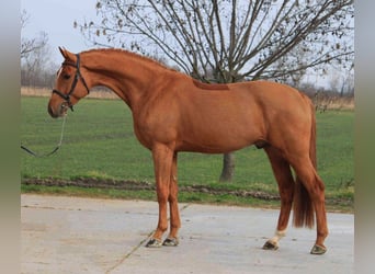 Holsteiner, Hongre, 6 Ans, 168 cm, Alezan