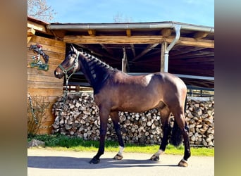 Holsteiner, Hongre, 6 Ans, 168 cm, Bai brun foncé