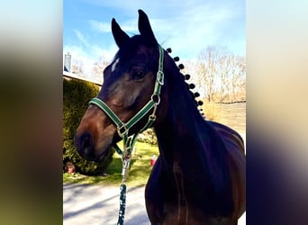 Holsteiner, Hongre, 6 Ans, 168 cm, Bai brun foncé