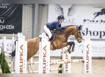 Holsteiner Croisé, Hongre, 6 Ans, 168 cm, Bai cerise