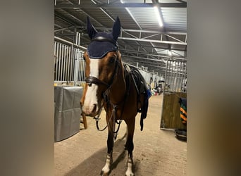 Holsteiner Croisé, Hongre, 6 Ans, 168 cm, Bai cerise