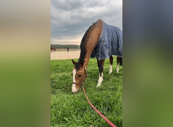 Holsteiner Croisé, Hongre, 6 Ans, 168 cm, Bai cerise