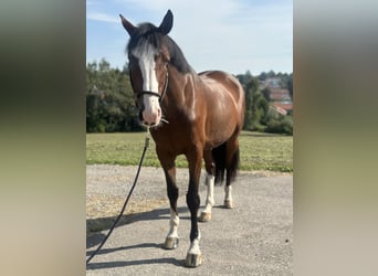 Holsteiner, Hongre, 6 Ans, 168 cm, Bai