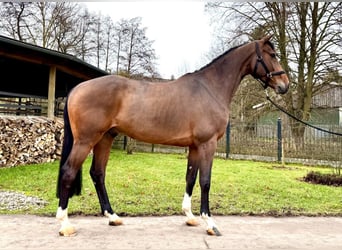 Holsteiner, Hongre, 6 Ans, 168 cm, Bai