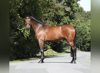 Holsteiner, Hongre, 6 Ans, 168 cm, Bai