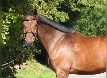 Holsteiner, Hongre, 6 Ans, 168 cm, Bai