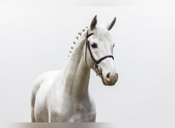 Holsteiner, Hongre, 6 Ans, 168 cm