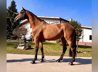 Holsteiner, Hongre, 6 Ans, 170 cm, Bai