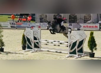 Holsteiner, Hongre, 6 Ans, 170 cm, Gris
