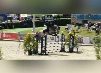 Holsteiner, Hongre, 6 Ans, 170 cm, Gris