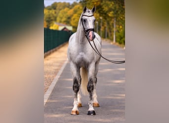 Holsteiner, Hongre, 6 Ans, 170 cm, Gris