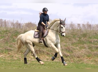 Holsteiner Croisé, Hongre, 6 Ans, 170 cm, Gris