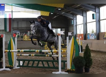 Holsteiner, Hongre, 6 Ans, 171 cm, Gris