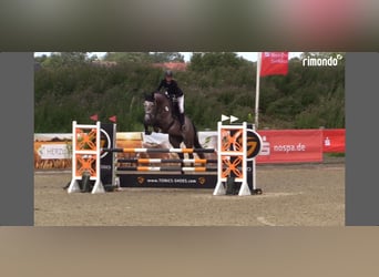 Holsteiner, Hongre, 6 Ans, 171 cm, Gris