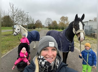 Holsteiner, Hongre, 6 Ans, 172 cm, Bai brun