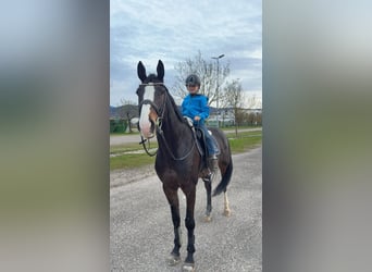 Holsteiner, Hongre, 6 Ans, 172 cm, Bai brun