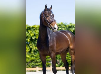 Holsteiner, Hongre, 6 Ans, 172 cm, Bai brun
