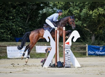 Holsteiner, Hongre, 6 Ans, 172 cm, Bai