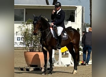 Holsteiner, Hongre, 6 Ans, 173 cm, Bai brun
