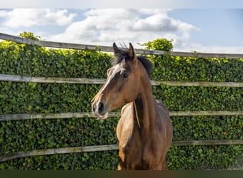 Holsteiner, Hongre, 6 Ans, 173 cm, Bai
