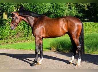 Holsteiner, Hongre, 6 Ans, 174 cm, Bai brun