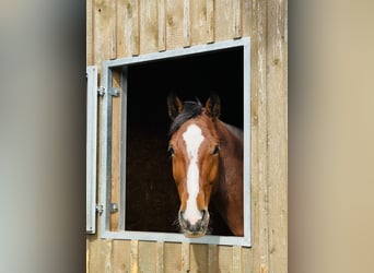 Holsteiner, Hongre, 6 Ans, 174 cm, Bai