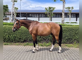 Holsteiner, Hongre, 6 Ans, 174 cm, Bai