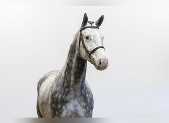 Holsteiner, Hongre, 6 Ans, 174 cm