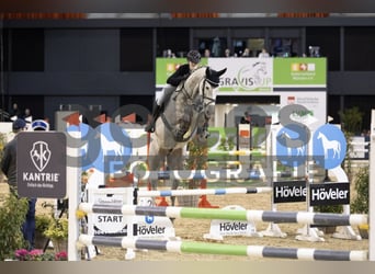 Holsteiner, Hongre, 6 Ans, 174 cm, Gris