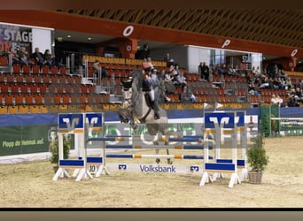 Holsteiner, Hongre, 6 Ans, 174 cm, Gris