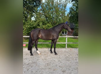 Holsteiner, Hongre, 6 Ans, Bai